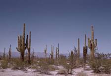 Fer click per engrandir la foto Fer click per engrandir la foto